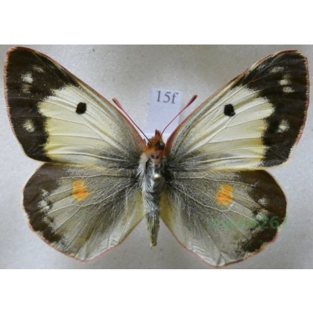 Colias croceus helice (Hübner, 1879) female Szlaczkoń sylwetnik Croatia15f